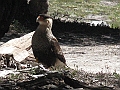 Patagonie 090